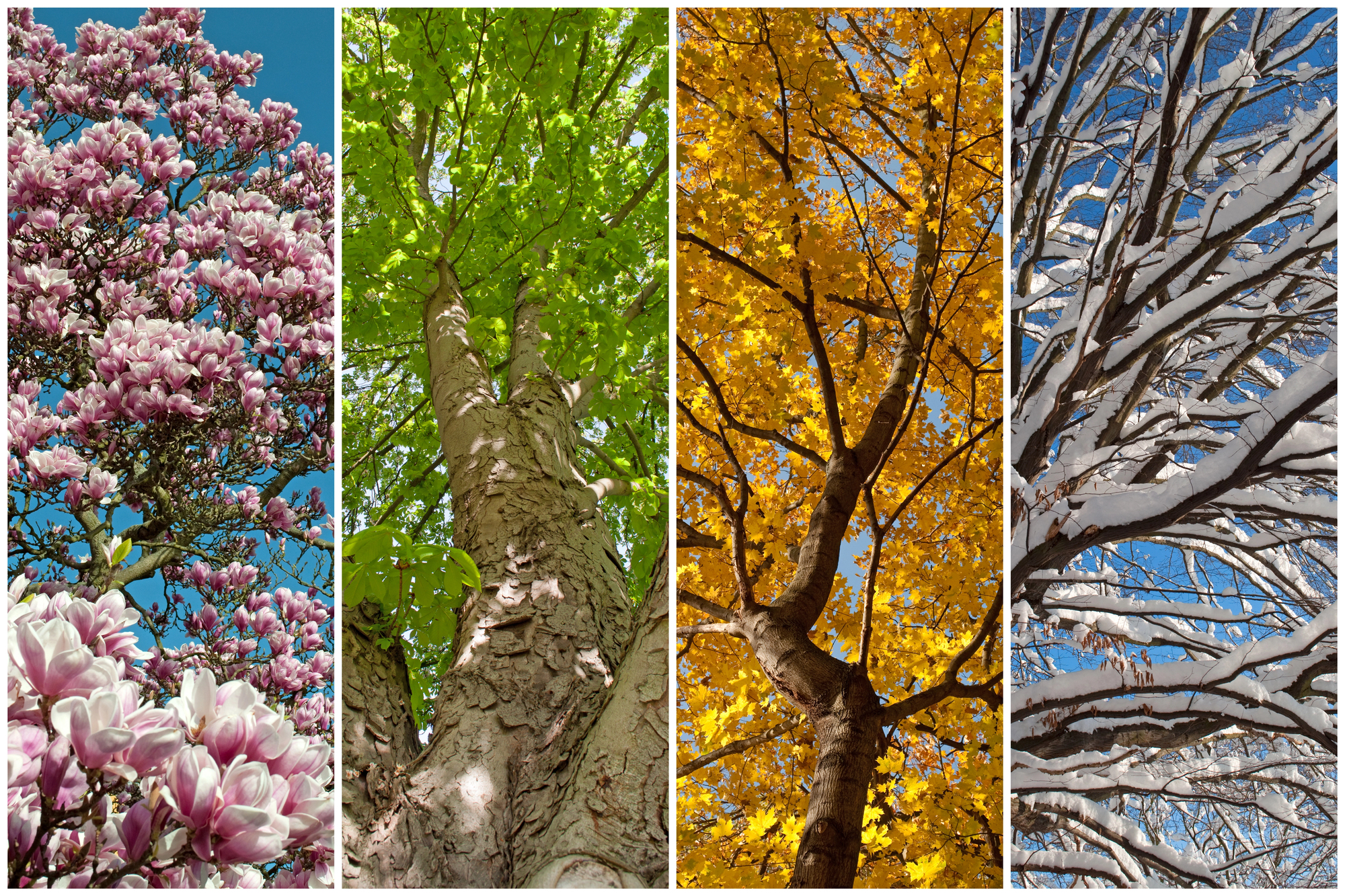 A grove of four trees depicts the seasons: blooming pink flowers in spring, bright green leaves in summer, golden circles of autumn leaves, and bare branches covered with snow in winter, all under a blue sky.