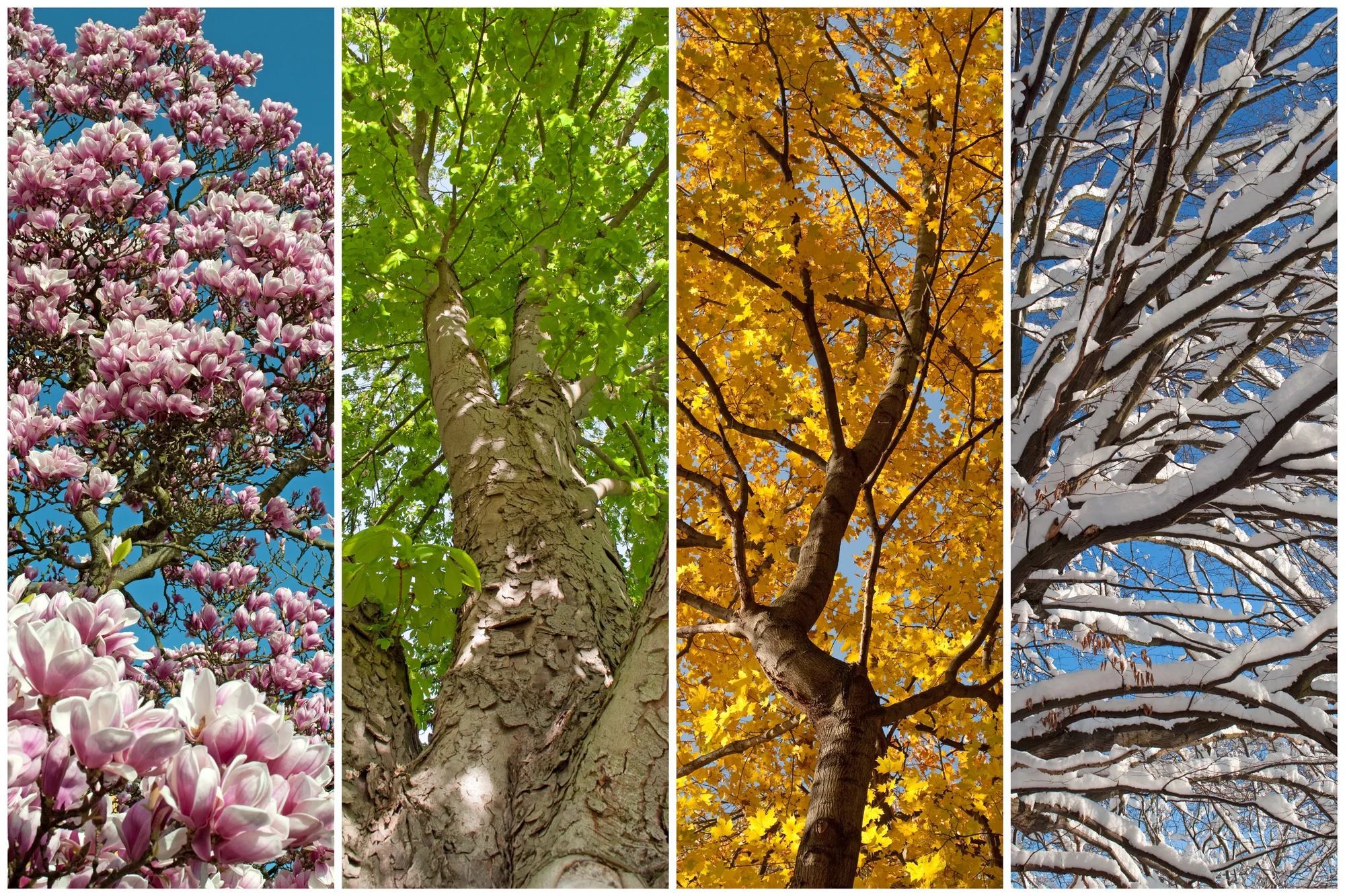 A grove of four trees depicts the seasons: blooming pink flowers in spring, bright green leaves in summer, golden circles of autumn leaves, and bare branches covered with snow in winter, all under a blue sky.