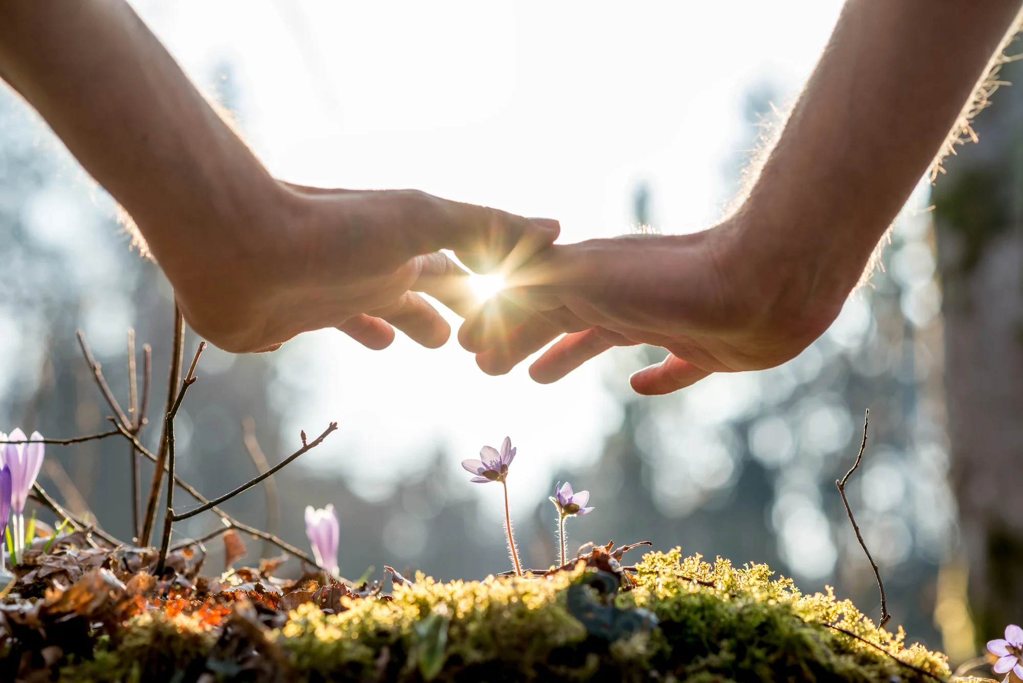 Two hands hover above a small purple flower growing in mossy ground, with sunlight shining through the gap between the hands on a bright morning—radiating an aloha spirit reminiscent of renewal found in Ketamine Therapy sessions.